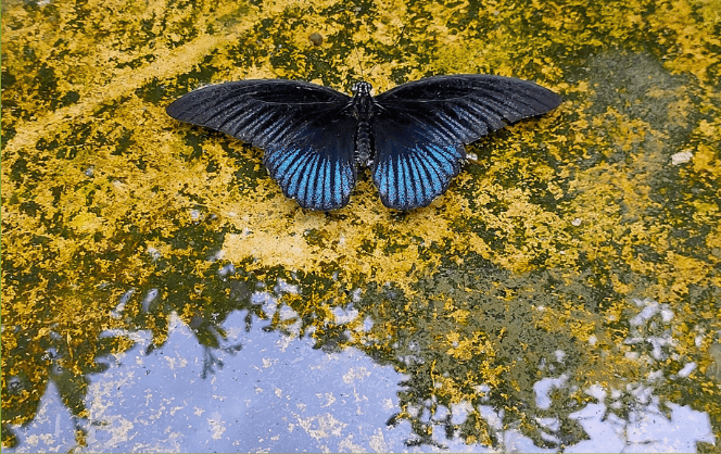 Effet papillon